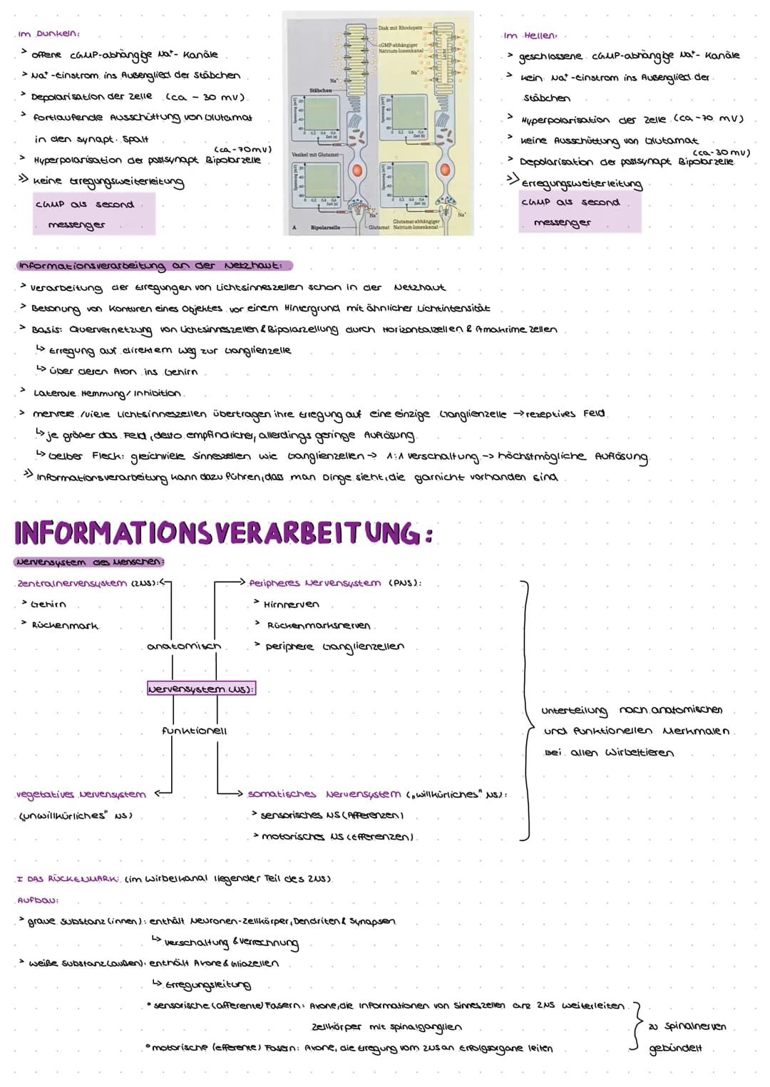 Natrium-kalium-Pumpe.
> pumt lonen gegen ein steiles konzentrationsgefälle
> Konformationsänderung
> mit Hilfe von ATP → Phosphorylierung
Er