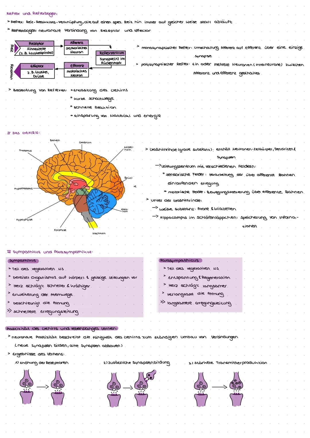 Natrium-kalium-Pumpe.
> pumt lonen gegen ein steiles konzentrationsgefälle
> Konformationsänderung
> mit Hilfe von ATP → Phosphorylierung
Er