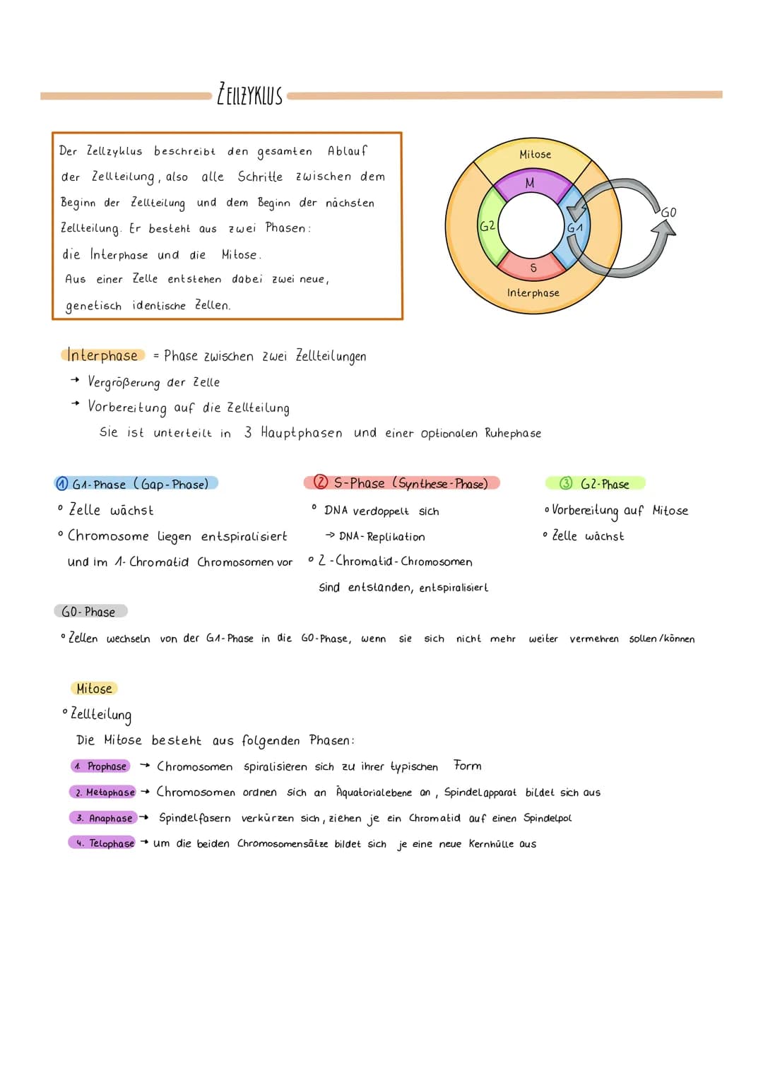 ZELLZYKLUS
Der Zellzyklus beschreibt den gesamten Ablauf
der Zellteilung, also alle Schritte zwischen dem
Beginn der Zellteilung und dem Beg