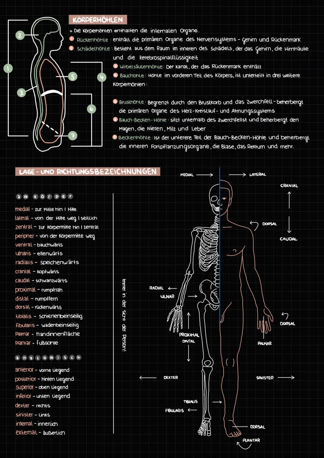 Achsen
Anatomische Terminologie
DIE ANATOMISCHE POSITION
Die Person Stent aufrecht - mit dem Gesicht nach vome
Arme sind neben dem Körper un