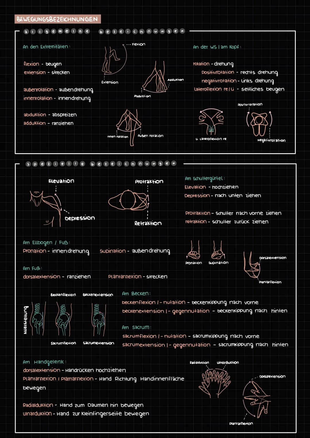 Achsen
Anatomische Terminologie
DIE ANATOMISCHE POSITION
Die Person Stent aufrecht - mit dem Gesicht nach vome
Arme sind neben dem Körper un