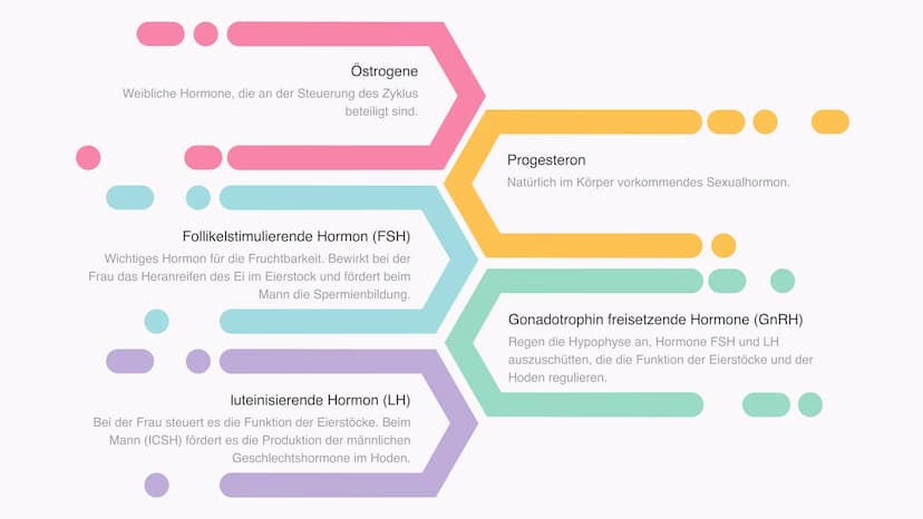 Definition:
Handout Periode
Die Periode ist eine Blutung die in der Pubertät mit der Menarche (= 1. Periode) einsetzt und in den
Menopause (