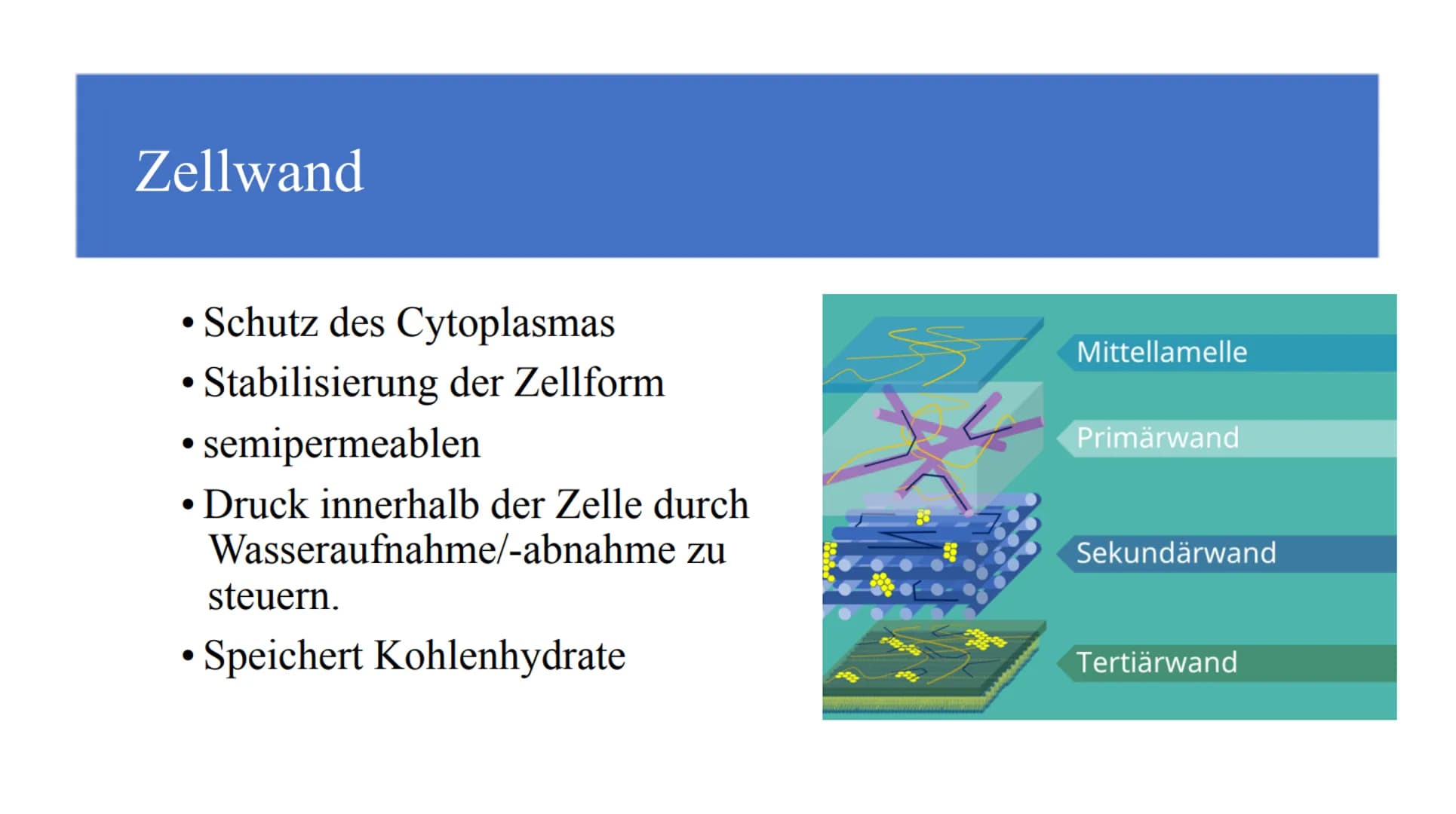 Zellorganellen - was machen die eigentlich?
Ribosome
Mitochondrien
www
awar
cffe
Glattes endoplasmatisches Retikulum
www
Raues endoplasmatis
