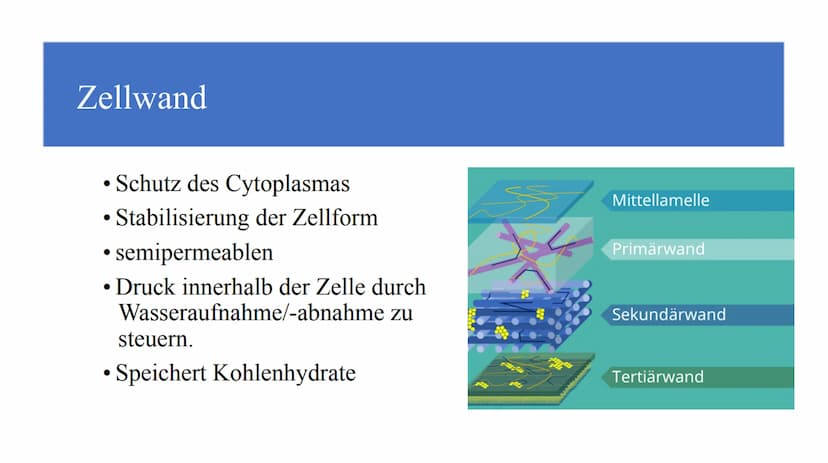 Zellorganellen - was machen die eigentlich?
Ribosome
Mitochondrien
www
awar
cffe
Glattes endoplasmatisches Retikulum
www
Raues endoplasmatis