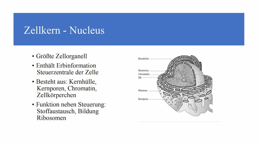 Zellorganellen - was machen die eigentlich?
Ribosome
Mitochondrien
www
awar
cffe
Glattes endoplasmatisches Retikulum
www
Raues endoplasmatis