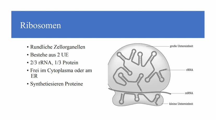 Zellorganellen - was machen die eigentlich?
Ribosome
Mitochondrien
www
awar
cffe
Glattes endoplasmatisches Retikulum
www
Raues endoplasmatis