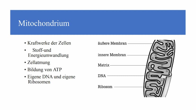 Zellorganellen - was machen die eigentlich?
Ribosome
Mitochondrien
www
awar
cffe
Glattes endoplasmatisches Retikulum
www
Raues endoplasmatis