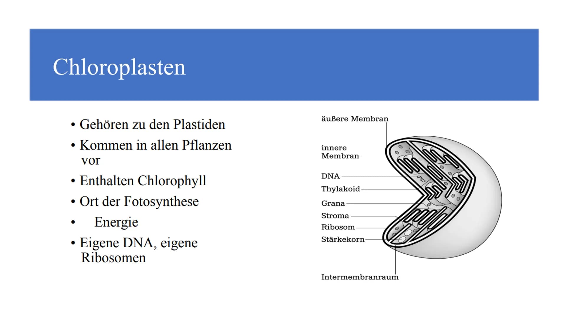 Zellorganellen - was machen die eigentlich?
Ribosome
Mitochondrien
www
awar
cffe
Glattes endoplasmatisches Retikulum
www
Raues endoplasmatis