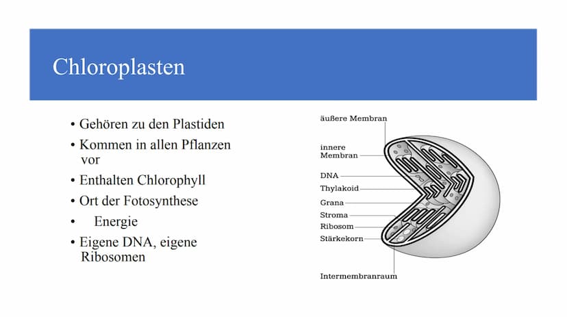Zellorganellen - was machen die eigentlich?
Ribosome
Mitochondrien
www
awar
cffe
Glattes endoplasmatisches Retikulum
www
Raues endoplasmatis