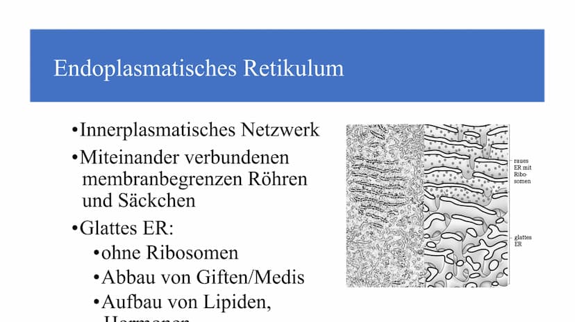 Zellorganellen - was machen die eigentlich?
Ribosome
Mitochondrien
www
awar
cffe
Glattes endoplasmatisches Retikulum
www
Raues endoplasmatis