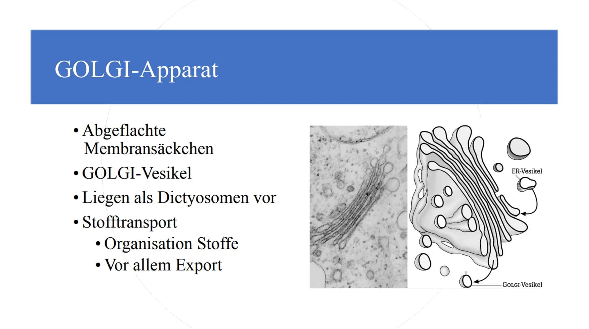 Zellorganellen - was machen die eigentlich?
Ribosome
Mitochondrien
www
awar
cffe
Glattes endoplasmatisches Retikulum
www
Raues endoplasmatis