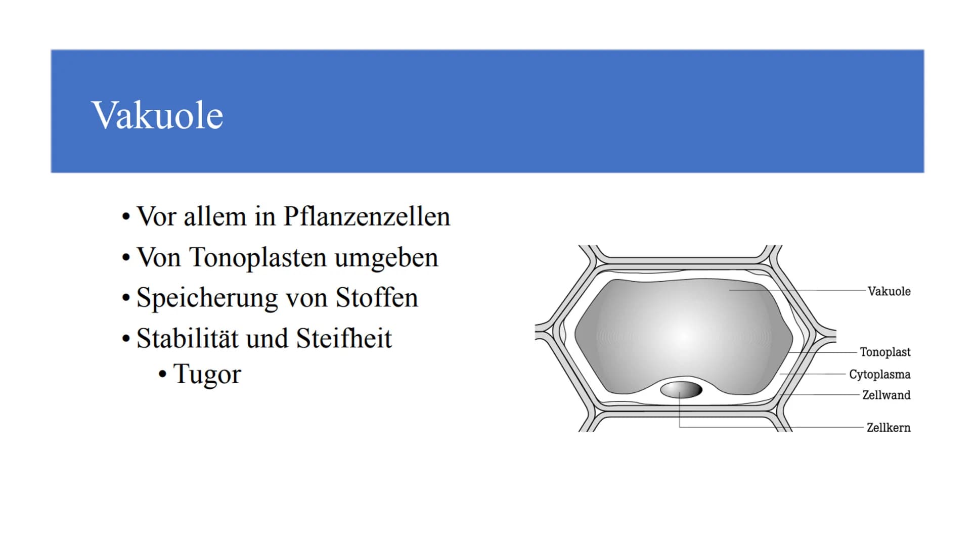 Zellorganellen - was machen die eigentlich?
Ribosome
Mitochondrien
www
awar
cffe
Glattes endoplasmatisches Retikulum
www
Raues endoplasmatis