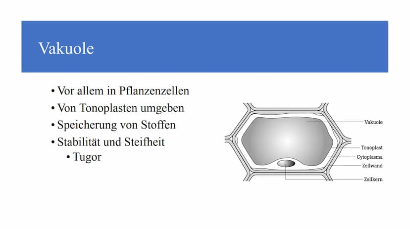 Zellorganellen - was machen die eigentlich?
Ribosome
Mitochondrien
www
awar
cffe
Glattes endoplasmatisches Retikulum
www
Raues endoplasmatis