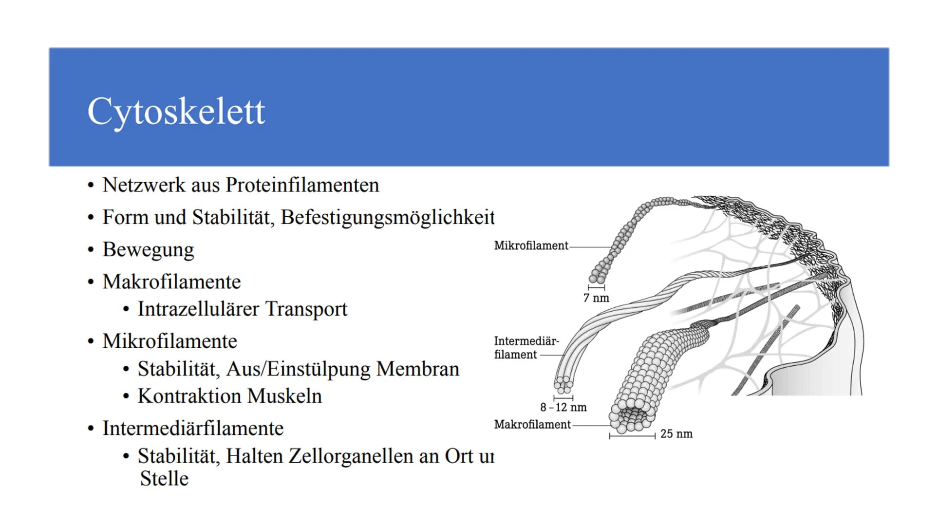 Zellorganellen - was machen die eigentlich?
Ribosome
Mitochondrien
www
awar
cffe
Glattes endoplasmatisches Retikulum
www
Raues endoplasmatis