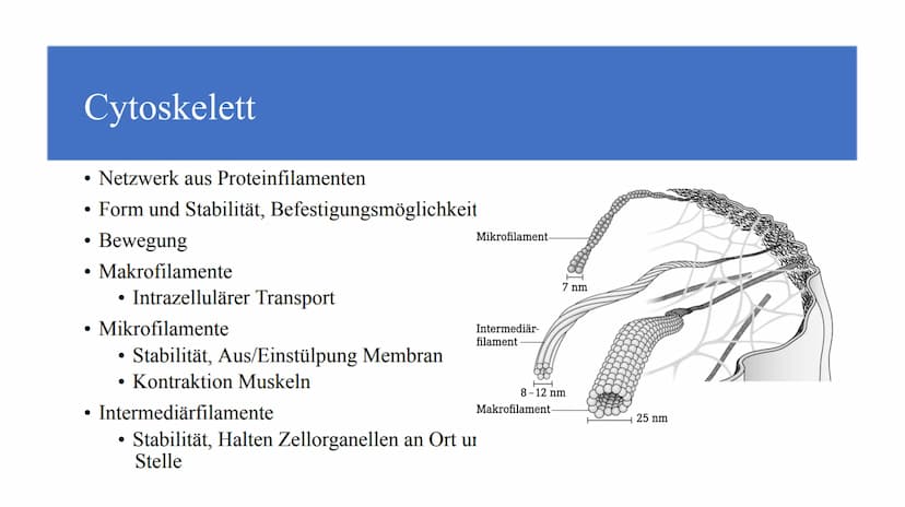 Zellorganellen - was machen die eigentlich?
Ribosome
Mitochondrien
www
awar
cffe
Glattes endoplasmatisches Retikulum
www
Raues endoplasmatis