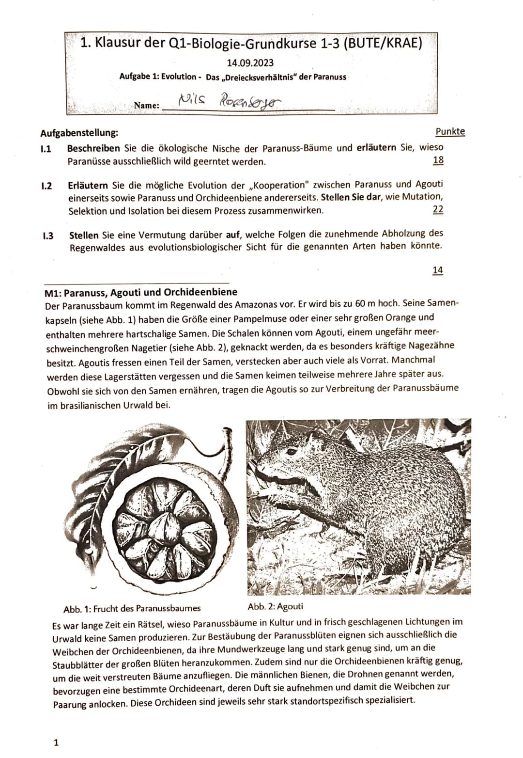 1. Klausur der Q1-Biologie-Grundkurse 1-3 (BUTE/KRAE)
14.09.2023
Aufgabe 1: Evolution Das,,Dreiecksverhältnis" der Paranuss
Nils
☐ Name:
Ros