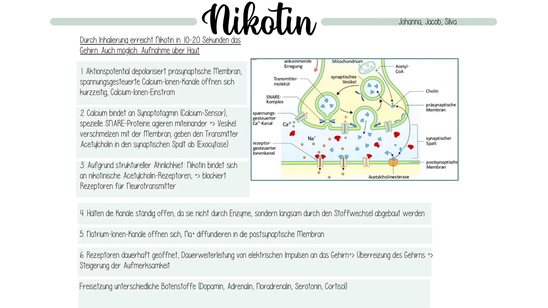 JOHANNA, JACOB, SILVA
NIKOTIN
SYNAPSENGIFT GLIEDERUNG
1. Allgemeine Informationen
2. Nikotin als Synapsengift
3. Physische Auswirkungen
4. P