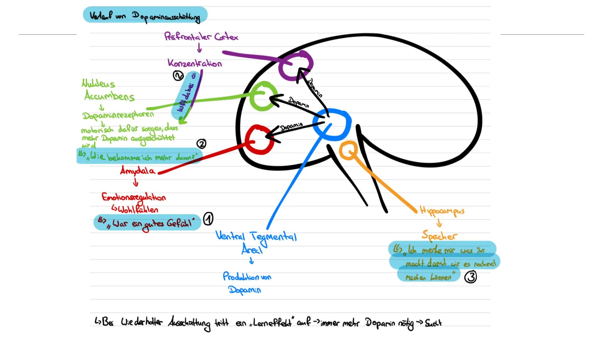 JOHANNA, JACOB, SILVA
NIKOTIN
SYNAPSENGIFT GLIEDERUNG
1. Allgemeine Informationen
2. Nikotin als Synapsengift
3. Physische Auswirkungen
4. P
