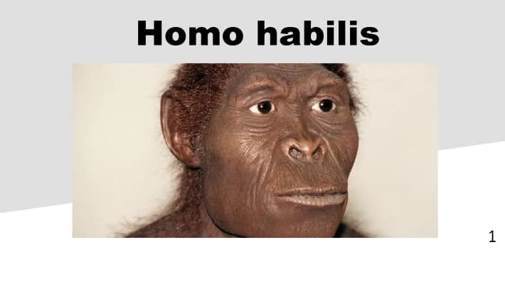 Know Homo habilis Präsentation thumbnail