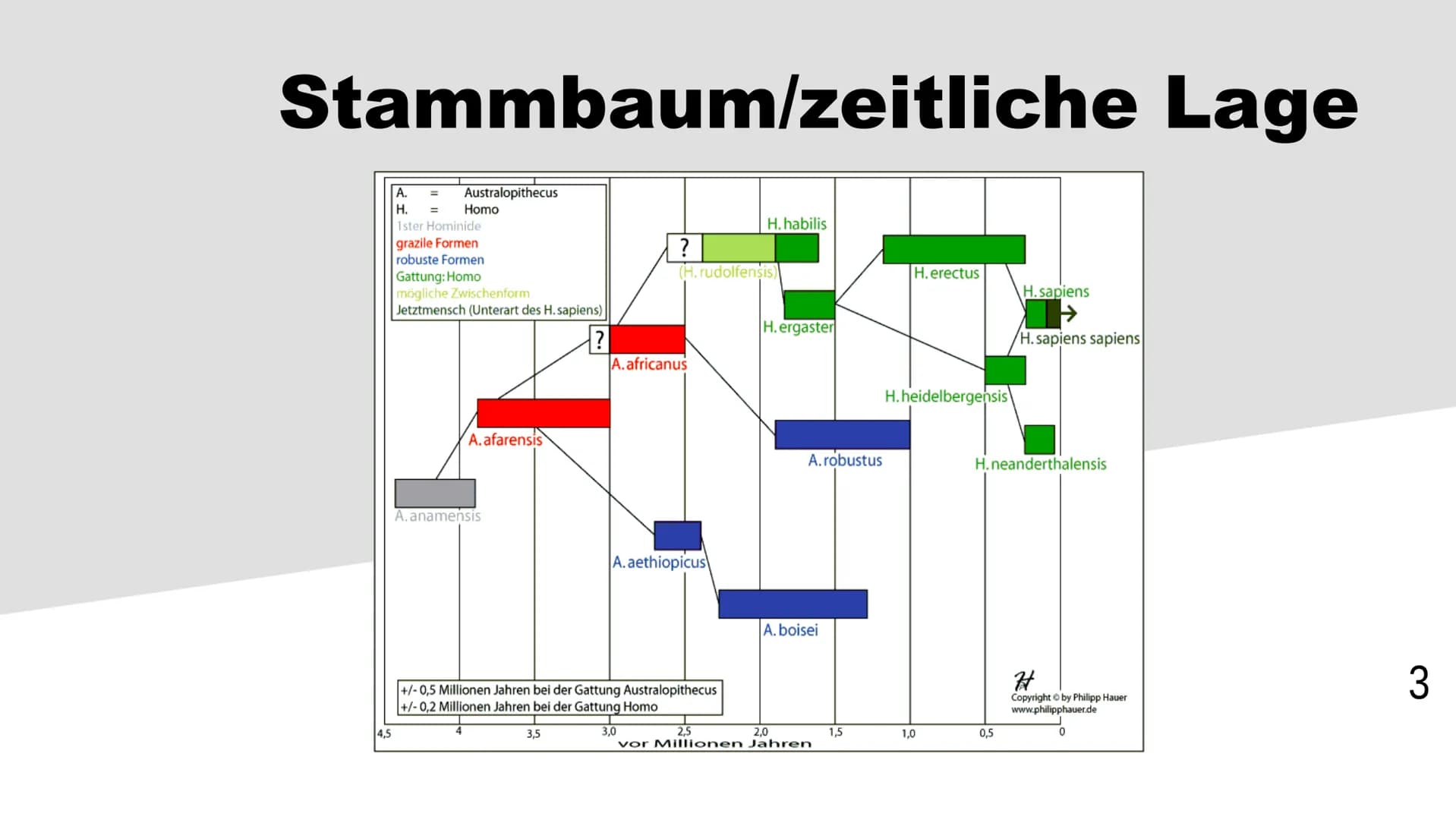 Homo habilis
1 Inhaltsverzeichnis
Stammbaum/zeitliche Lage
Steckbrief
Funde OH5/OH7
Lebensweise
2 Stammbaum/zeitliche Lage
4,5
A.
H. =
Austr
