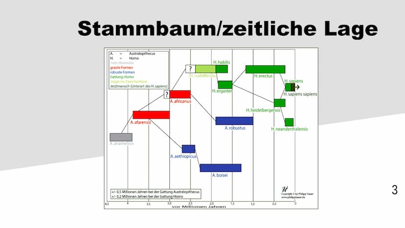 Homo habilis
1 Inhaltsverzeichnis
Stammbaum/zeitliche Lage
Steckbrief
Funde OH5/OH7
Lebensweise
2 Stammbaum/zeitliche Lage
4,5
A.
H. =
Austr