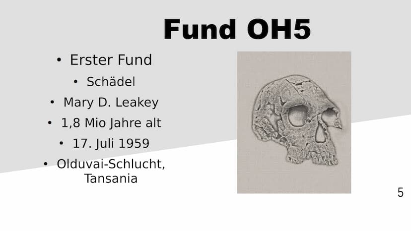 Homo habilis
1 Inhaltsverzeichnis
Stammbaum/zeitliche Lage
Steckbrief
Funde OH5/OH7
Lebensweise
2 Stammbaum/zeitliche Lage
4,5
A.
H. =
Austr
