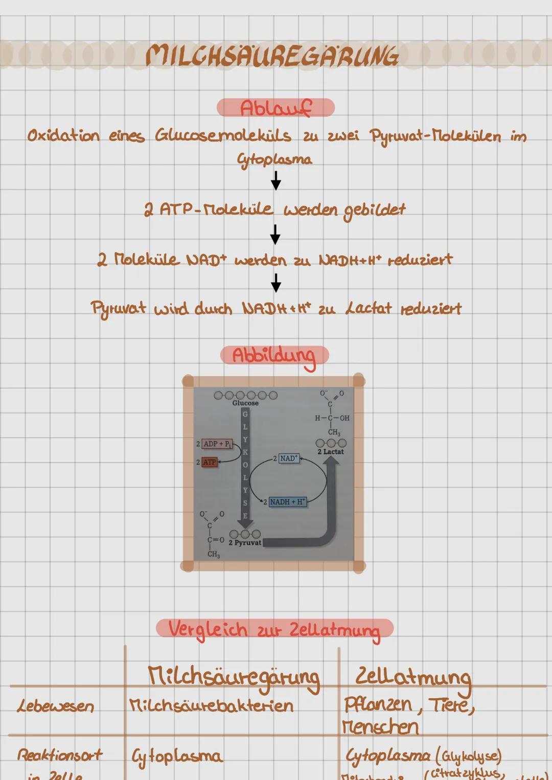 # MILCHSÄUREGABUNG

### Ablauf
Oxidation eines Glucosemoleküls zu zwei Pyruvat-Molekülen im
Cytoplasma

2 ATP-Moleküle werden gebildet

2 Mo