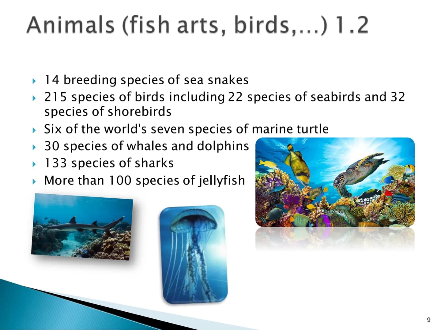Great Barrier Reef
1 Index
▸ General information
▸ Map
▸ History 1.1
Up to date
▸ Animals 1.1 - 1.2
- 1.2
▸ Coral species 1.1 - 1.2
▸ Proble