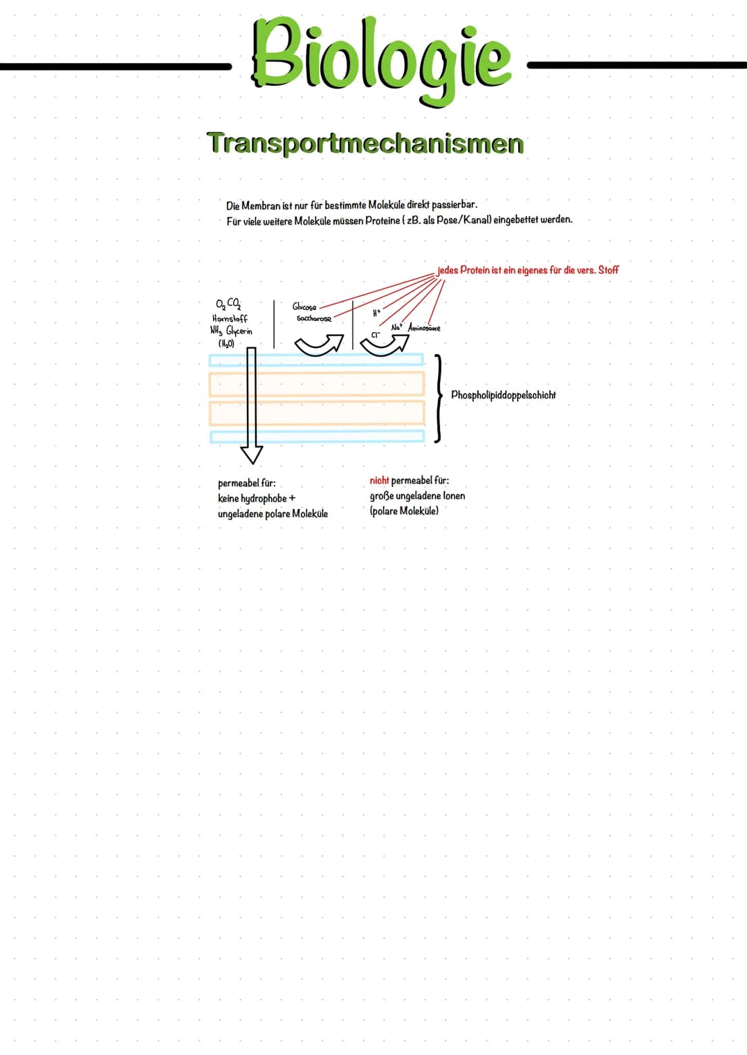 Biologie
Transportmechanismen
Die Membran ist nur für bestimmte Moleküle direkt passierbar.
Für viele weitere Moleküle müssen Proteine (zB. 