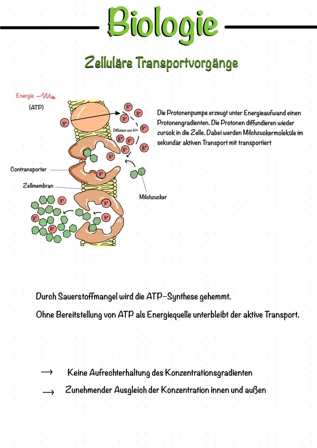 Biologie
Transportmechanismen
Die Membran ist nur für bestimmte Moleküle direkt passierbar.
Für viele weitere Moleküle müssen Proteine (zB. 