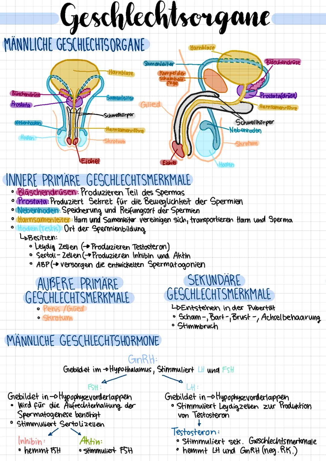 Spermatogenese und Oogenese einfach erklärt: Geschlechtsorgane und ihre Funktionen