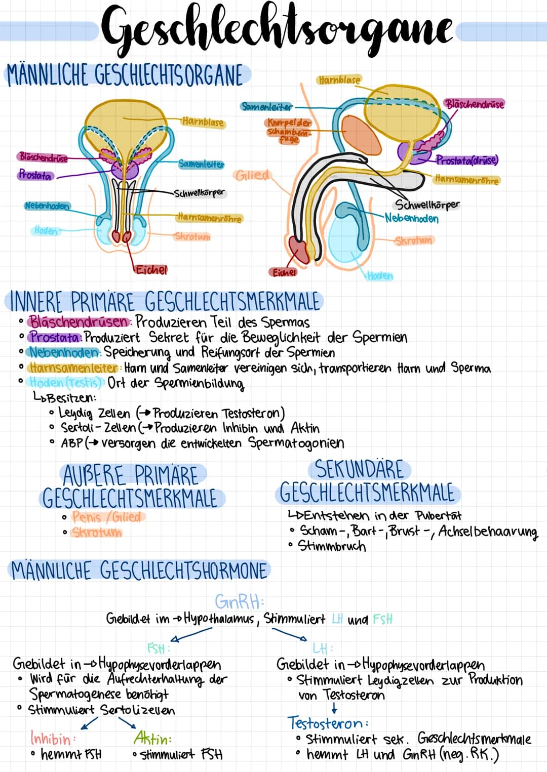 MÄNNLICHE GESCHLECHTS ORGANE
Blaschendrüse
Prostata
Nebenhoden
Hoden
Geschlechtsorgane
LoBesitzen:
O
Eichel
O
Harnblase
-Samenleiter
-Schwel
