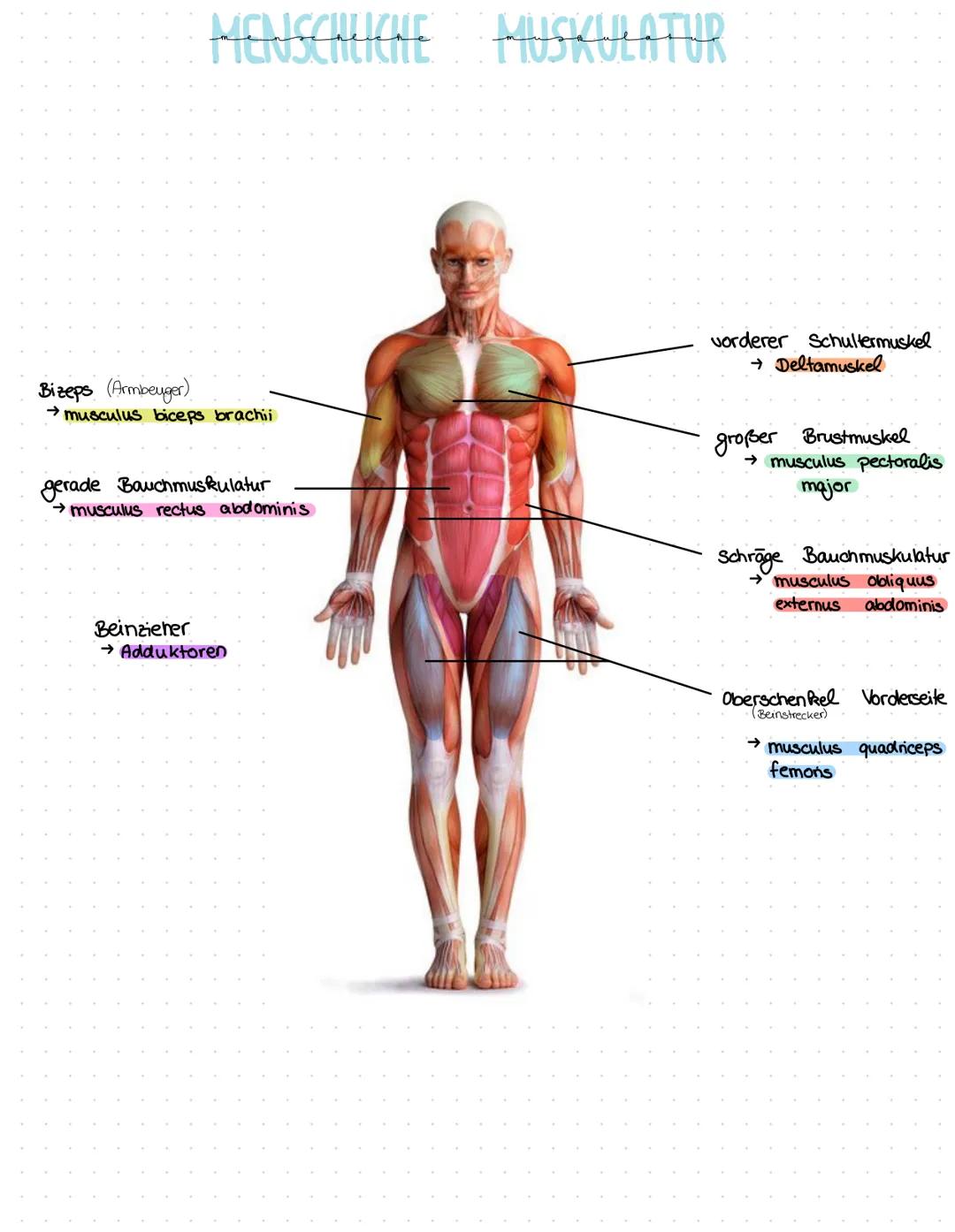 MENSCHLICHE
Bizeps (Armbeuger)
→ musculus biceps brachii
gerade Bauchmuskulatur
→ musculus rectus abdominis
Beinzieher
→ Adduktoren
MUSKULAT