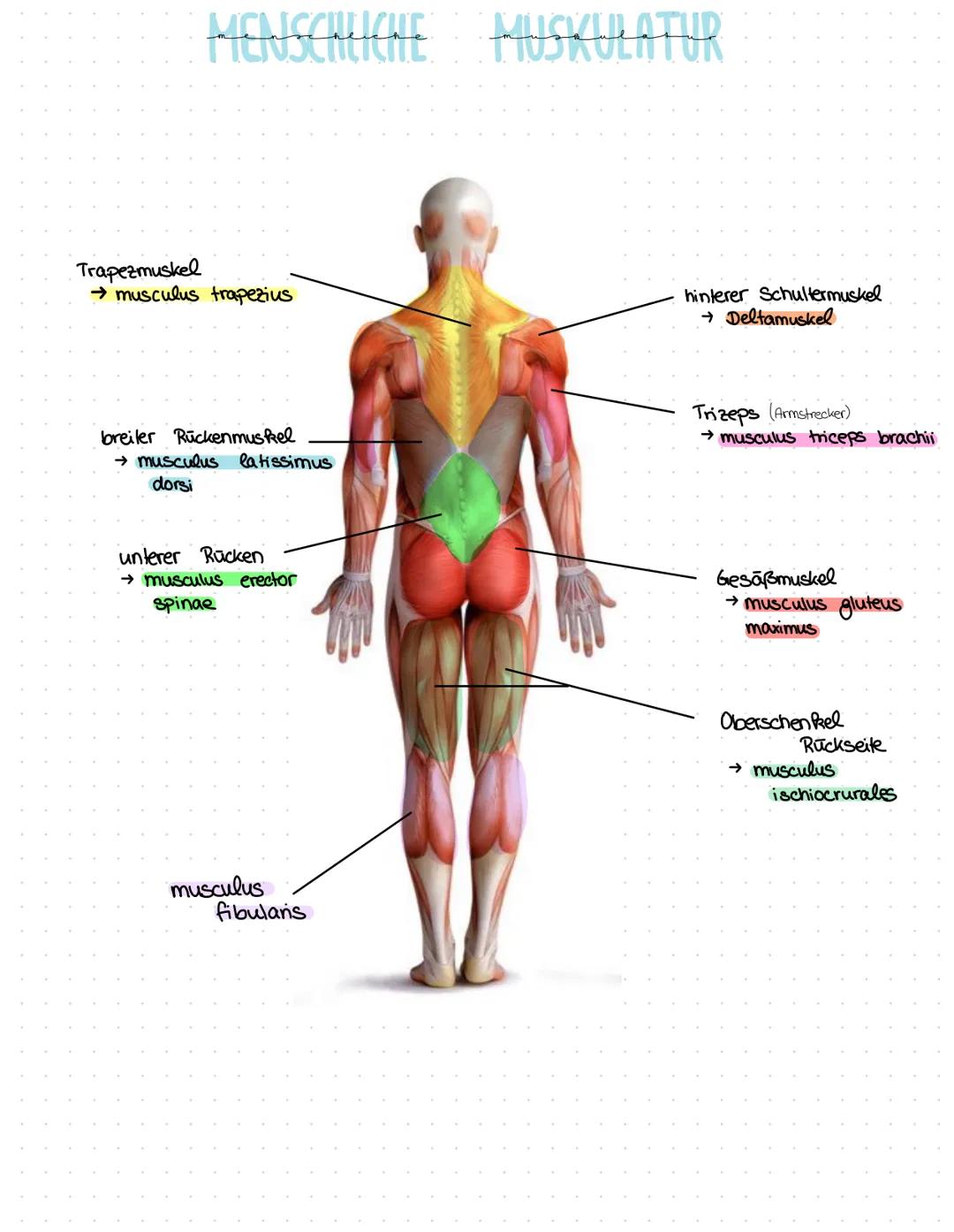 MENSCHLICHE
Bizeps (Armbeuger)
→ musculus biceps brachii
gerade Bauchmuskulatur
→ musculus rectus abdominis
Beinzieher
→ Adduktoren
MUSKULAT