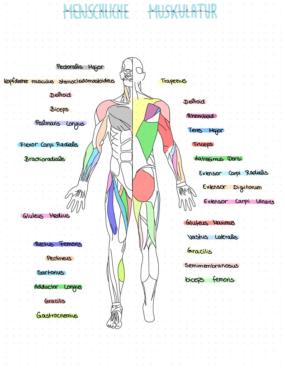 MENSCHLICHE
Bizeps (Armbeuger)
→ musculus biceps brachii
gerade Bauchmuskulatur
→ musculus rectus abdominis
Beinzieher
→ Adduktoren
MUSKULAT