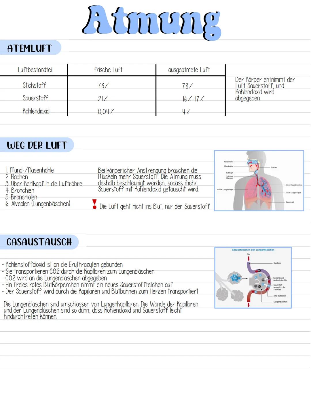 # Atmung

ATEMLUFT

| Luftbestandteil | frische Luft | ausgeatmete Luft |
| --------------- | ----------- | --------------- |
| Stickstoff  