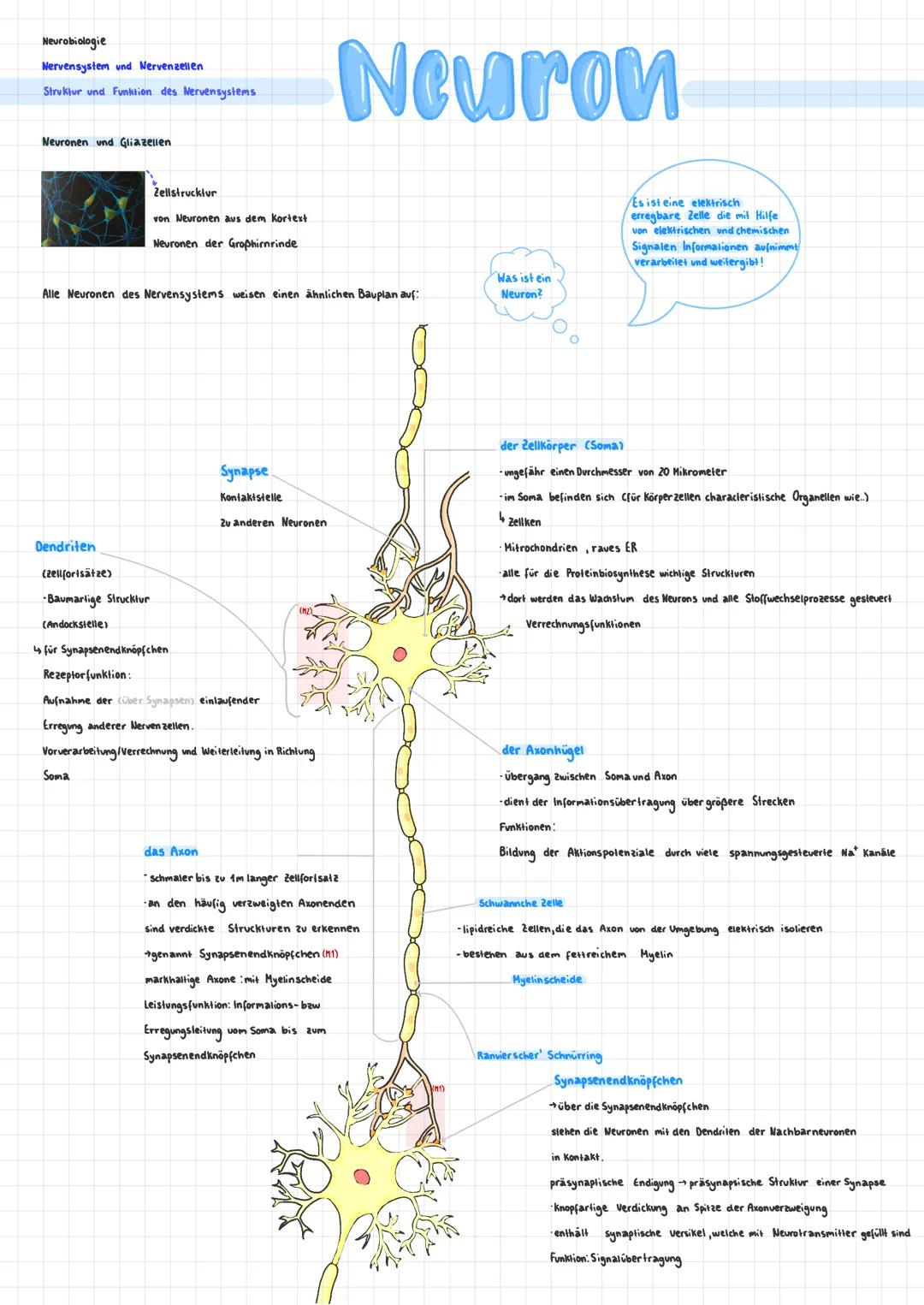 Gliazellen
(nicht elektrisch erregbare Zellen)
Im Nervensystem (der Wirbeltiere), befinden sich neben den
die Gliazelle
-Die häufigste Gliaz
