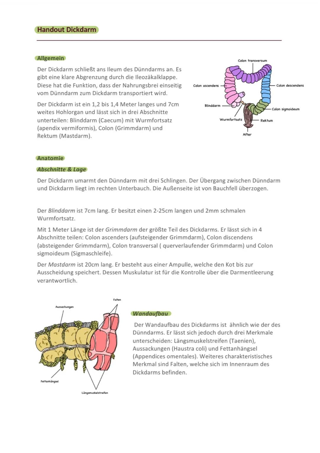 Handout Dickdarm
Allgemein
Der Dickdarm schließt ans lleum des Dünndarms an. Es
gibt eine klare Abgrenzung durch die lleozäkalklappe.
Diese 