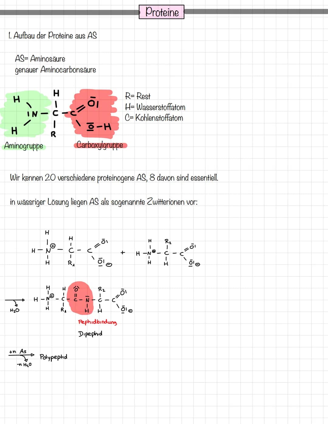 1. Aufbau der Proteine aus AS
AS-Aminosäure
genauer Aminocarbonsäure
H
H
Aminogruppe
H₂O
+n As
H
-n H₂0
R
H
Wir kennen 20 verschiedene prote