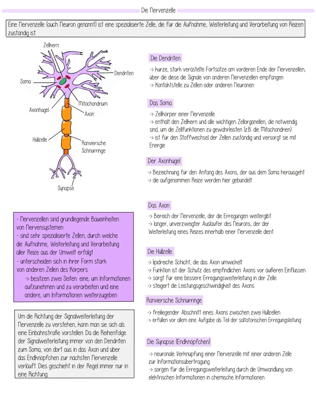 Themen
- Aufbau Einteilung des Nervensystems
- Aufbau einer Nervenzelle Funktionszuweisung
- Entstehung des Ruhepotentials
- Biomembran
- Ak