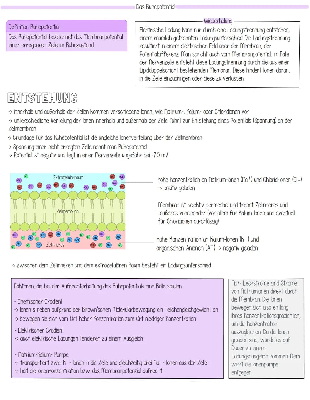 Themen
- Aufbau Einteilung des Nervensystems
- Aufbau einer Nervenzelle Funktionszuweisung
- Entstehung des Ruhepotentials
- Biomembran
- Ak