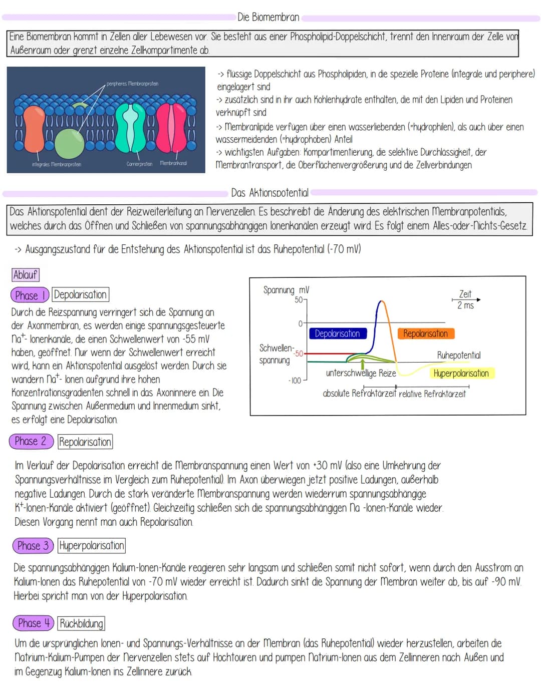 Themen
- Aufbau Einteilung des Nervensystems
- Aufbau einer Nervenzelle Funktionszuweisung
- Entstehung des Ruhepotentials
- Biomembran
- Ak