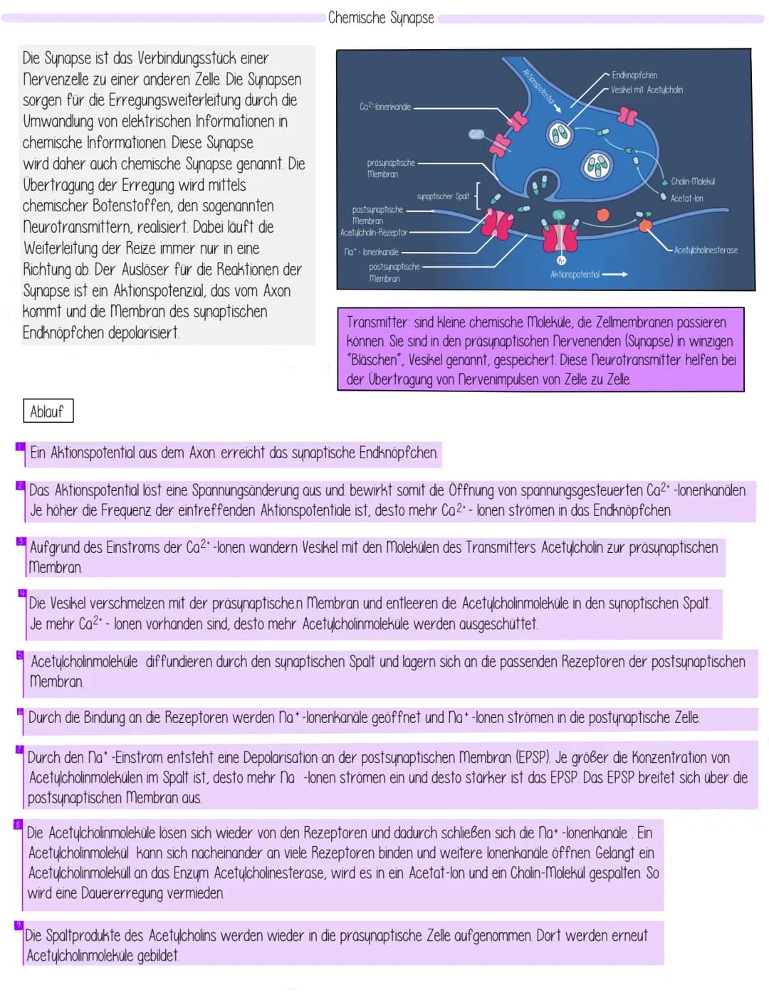 Themen
- Aufbau Einteilung des Nervensystems
- Aufbau einer Nervenzelle Funktionszuweisung
- Entstehung des Ruhepotentials
- Biomembran
- Ak