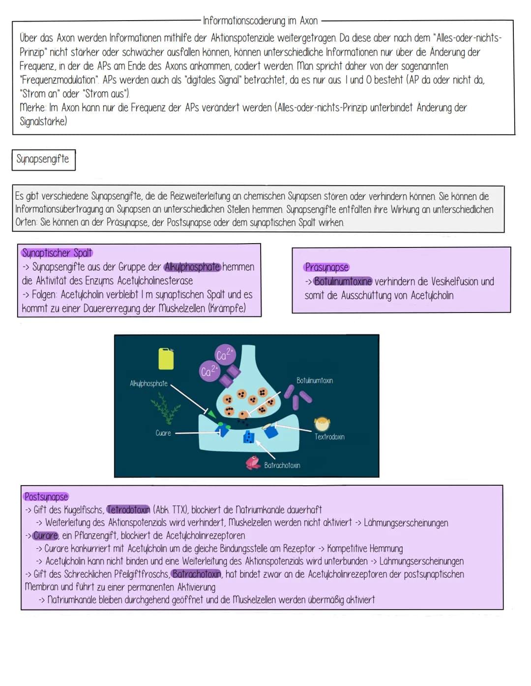 Themen
- Aufbau Einteilung des Nervensystems
- Aufbau einer Nervenzelle Funktionszuweisung
- Entstehung des Ruhepotentials
- Biomembran
- Ak