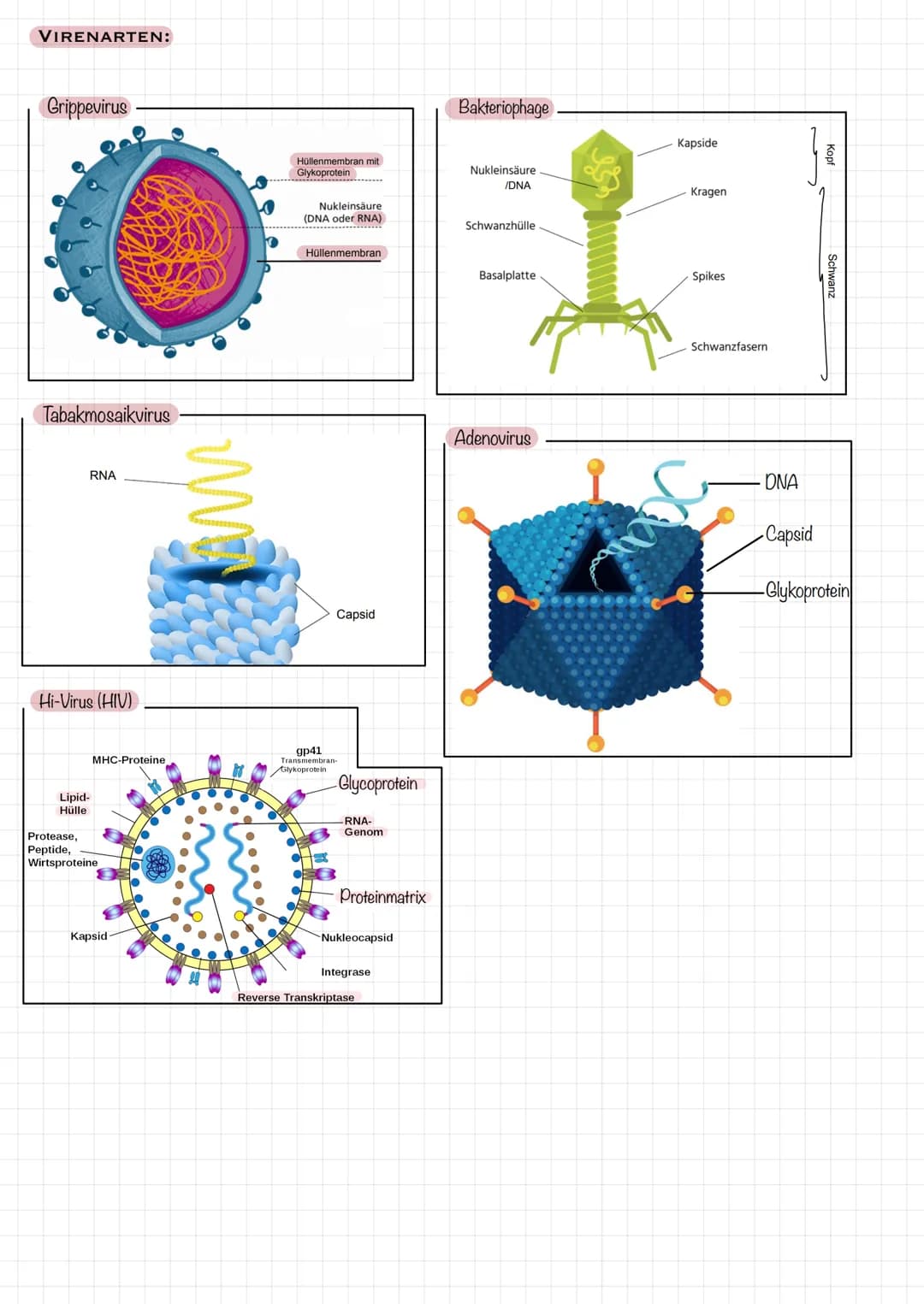 4.3
4.3.1
Virenklassifizierung nach Baltimore
DNA-Viren
dsDNA
Gruppe I Gruppe II
(Herpes- (Torque-Teno-
simplex-Virus) Virus)
wooooon
DNA (+