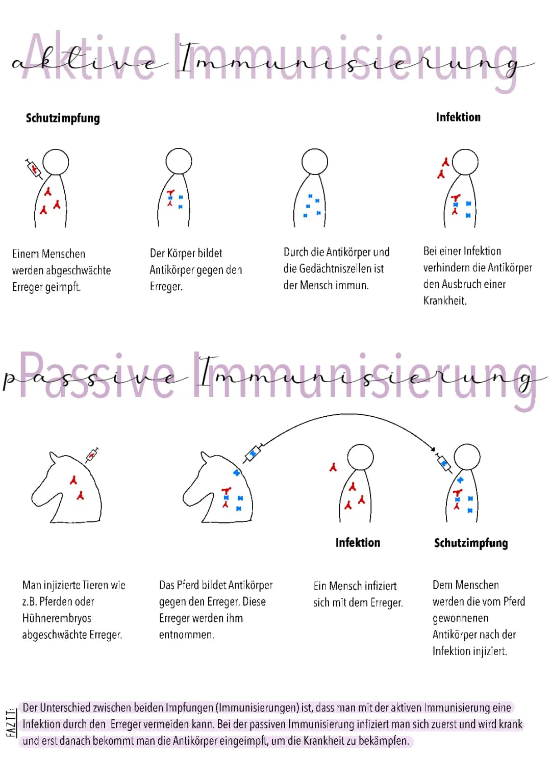 Aktive und passive Immunisierung 