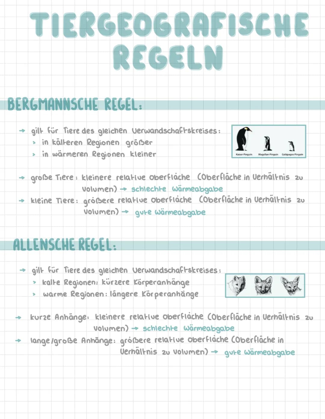 TIERGEOGRAFISCHE
REGELN
BERGMANNSCHE REGEL:
→ gilt für Tiere des gleichen Verwandschaftskreises:
in kälteren Regionen größer
> in wärmeren R