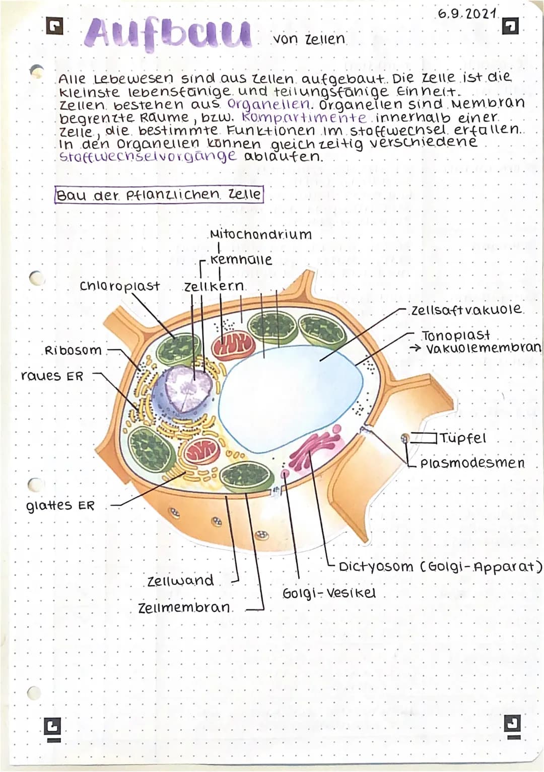 □ Aufbau
Alle Lebewesen sind aus zellen aufgebaut. Die Zelle ist die
kleinste lebensfähige und teilungsfähige Einheit.
Zellen bestehen aus o