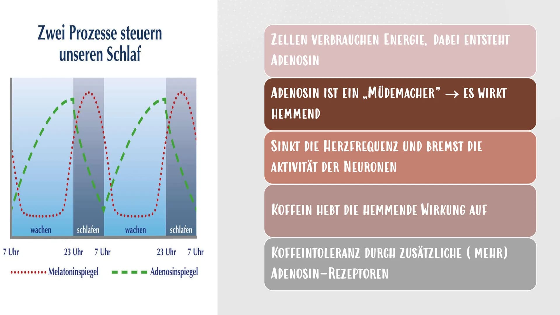 Koffein
H3C
CH
CH3 Gliederung
1. DEFINITION KOFFEIN
1.2 WELCHE MENGE AN KOFFEIN
IST GESUND?
2. WIRKUNG AN DER
MOTORISCHEN ENDPLATTE
2.1
WIRK