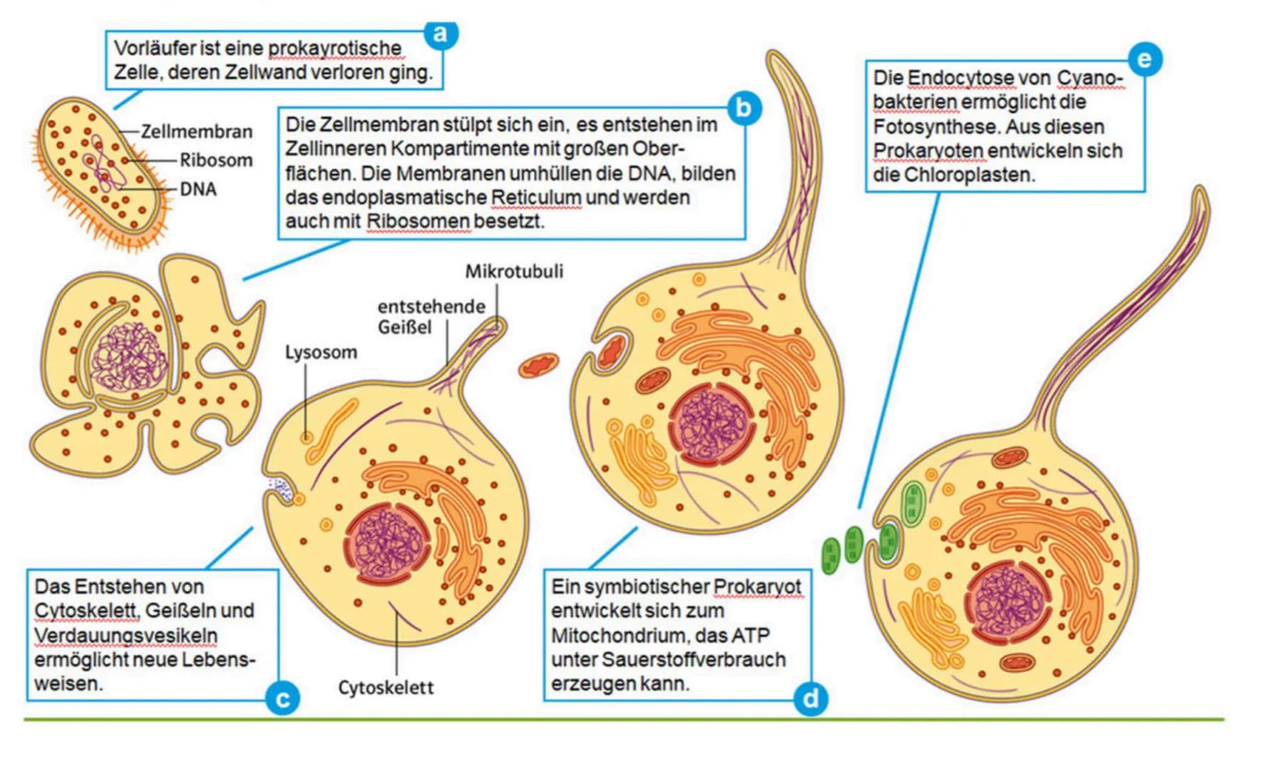Endosymbiontentheorie
> die Endosymbiontentheorie geht davon aus, dass Mitochondrien und Plastiden sich aus eigenständigen
prokaryotischen L
